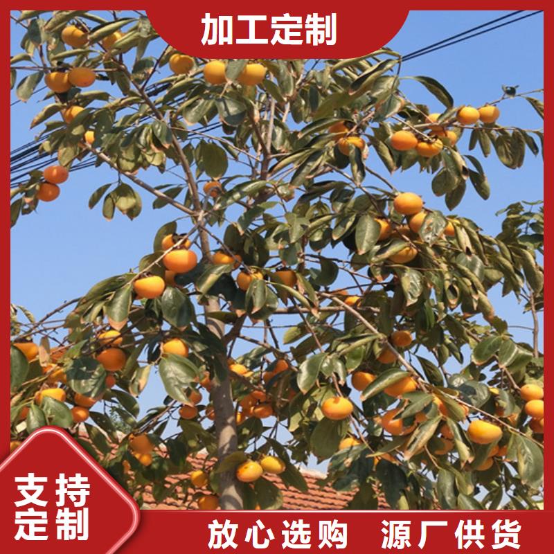 柿子-【杏树苗】产地厂家直销质量无忧