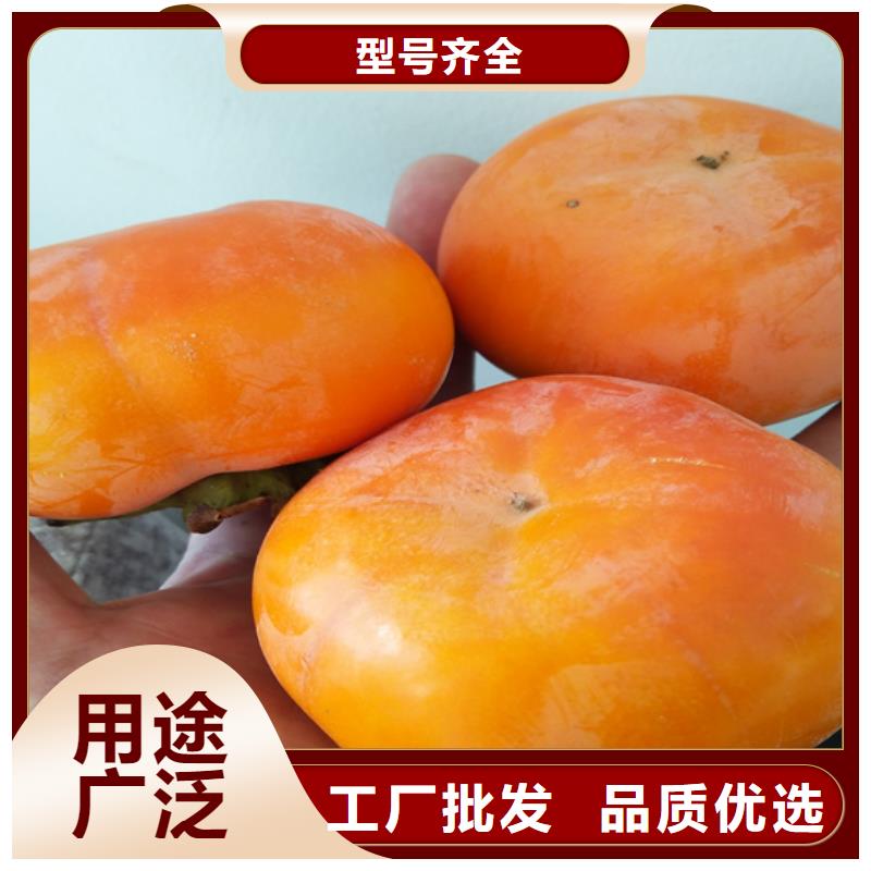 柿子,石榴树精选好货质量优选