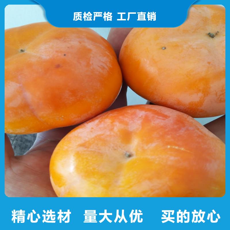 【柿子】_蓝莓苗品质优选来图加工定制