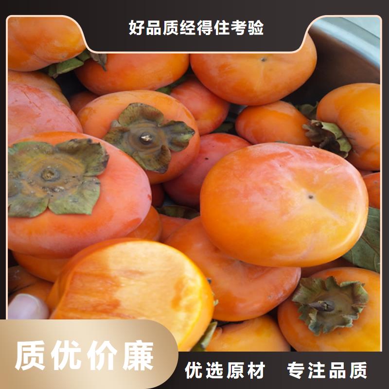 【柿子】苹果苗批发价格当地经销商