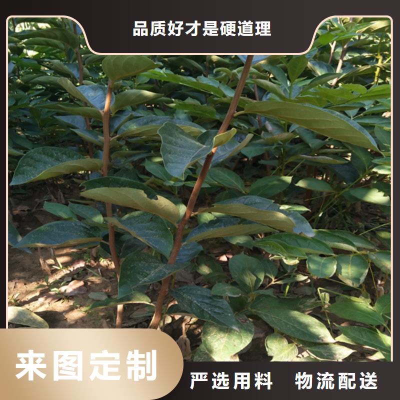 柿子树根系发达应用范围广泛