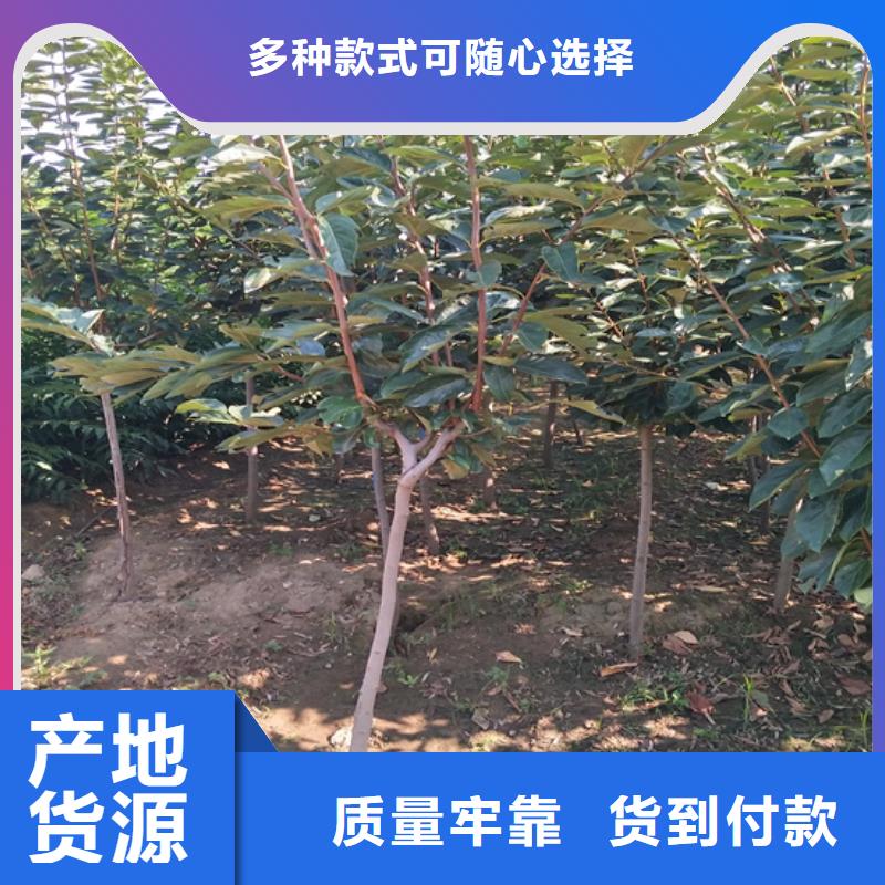 脆甜柿子树成活率高/轩园园艺场淄博