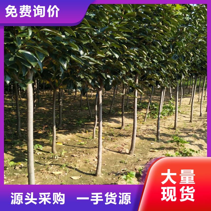 广东柿子,石榴树优质货源