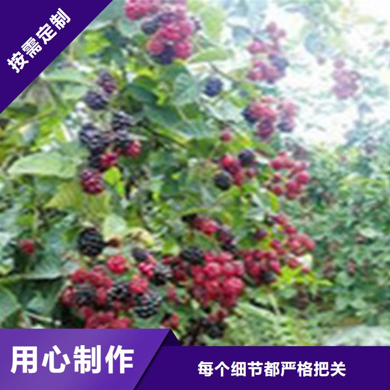 广东树莓_梨树苗一件也发货