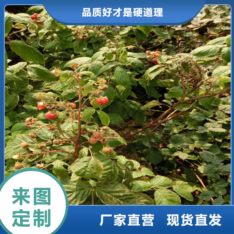 江西树莓梨树苗专业信赖厂家