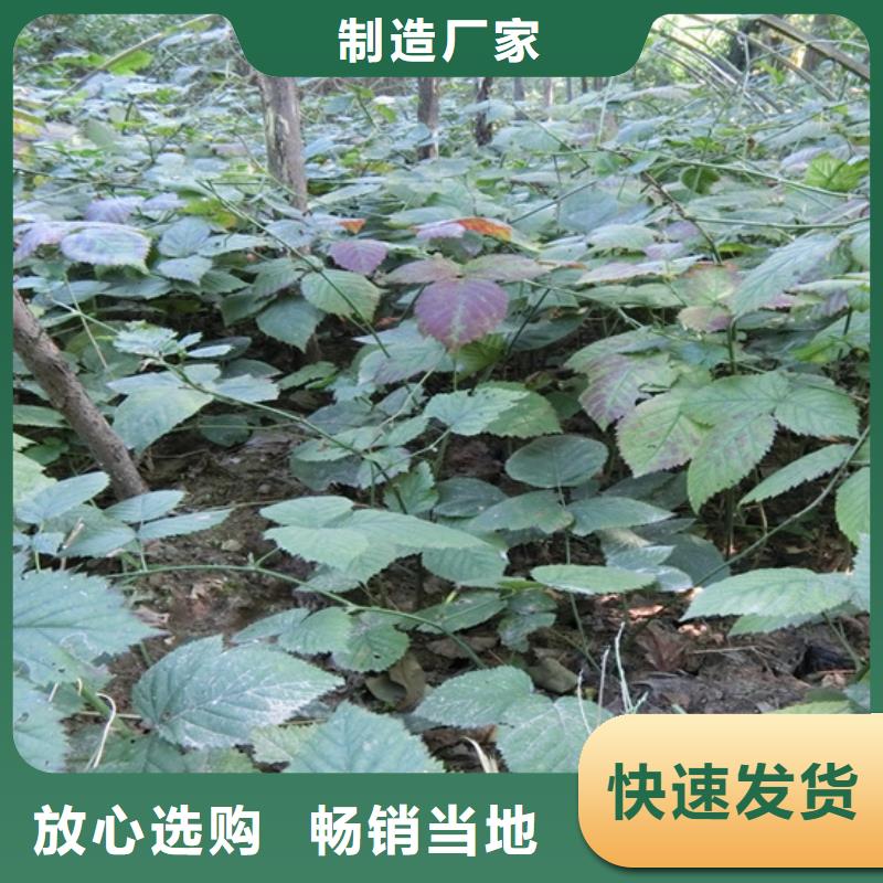 广西树莓-蓝莓苗质量优选