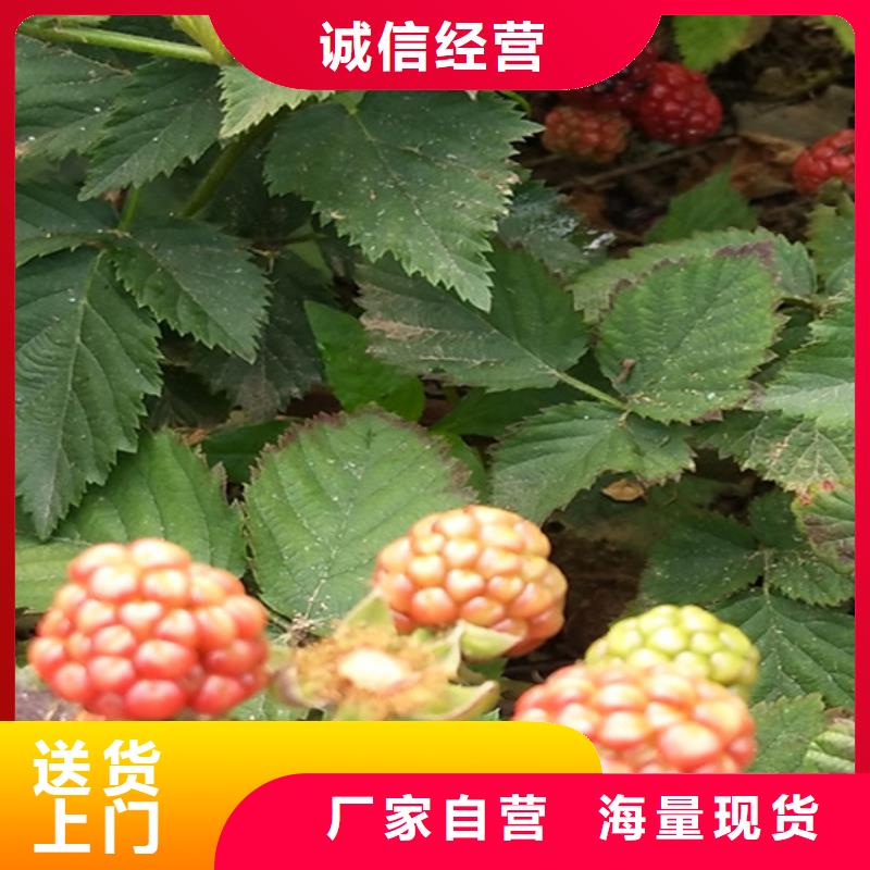【树莓】_西瓜番石榴苗厂家规格全精选货源