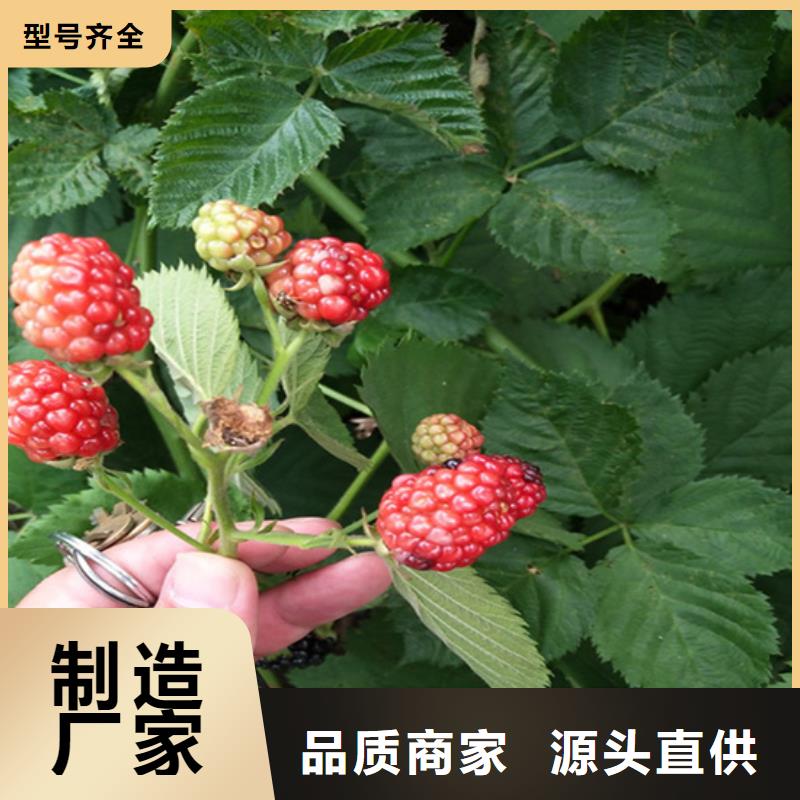 【树莓】,北美冬青量大更优惠支持定制贴心售后