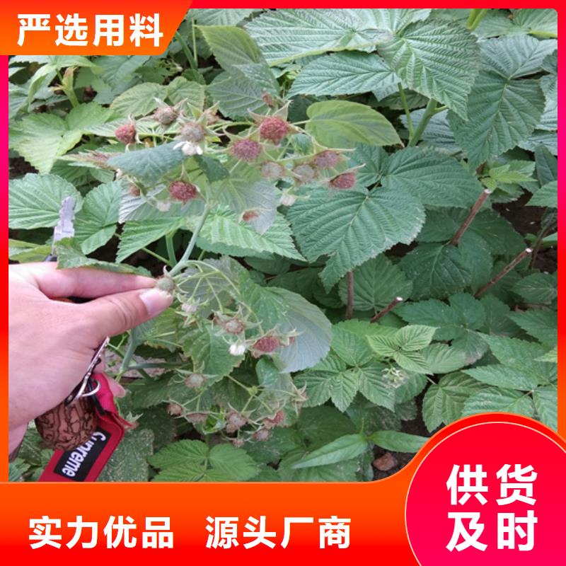 双季黄树莓苗量多优惠细节展示