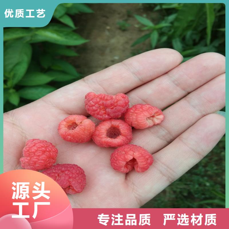 树莓苗经济效益同城生产商