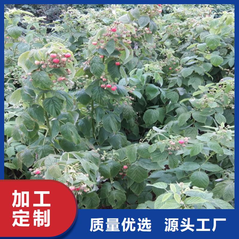 双季黄树莓苗露天种植/轩园园艺场批发价格