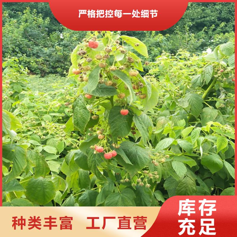上海树莓_梨树苗精工制作