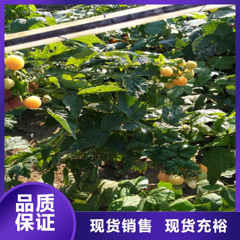 香港树莓石榴树品质值得信赖