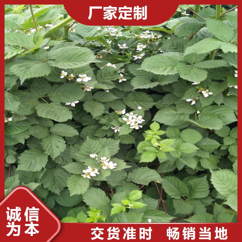 香港【树莓】-石榴树采购