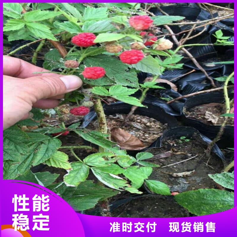 广东树莓杏树苗品质服务