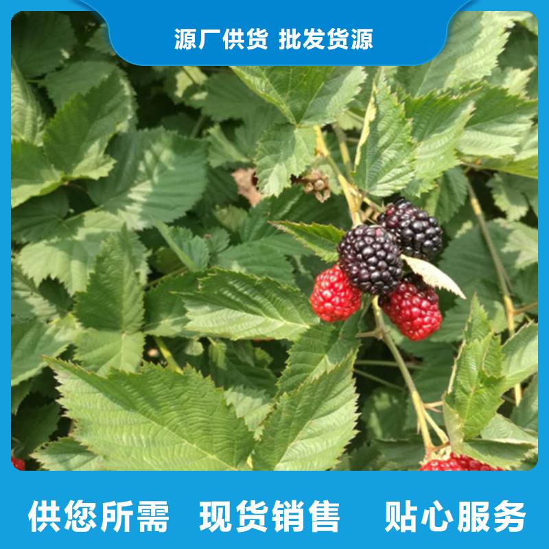 双季黄树莓苗适合种植地区/轩园园艺场快速物流发货