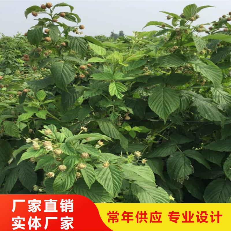 广东树莓苹果苗多年实力厂家