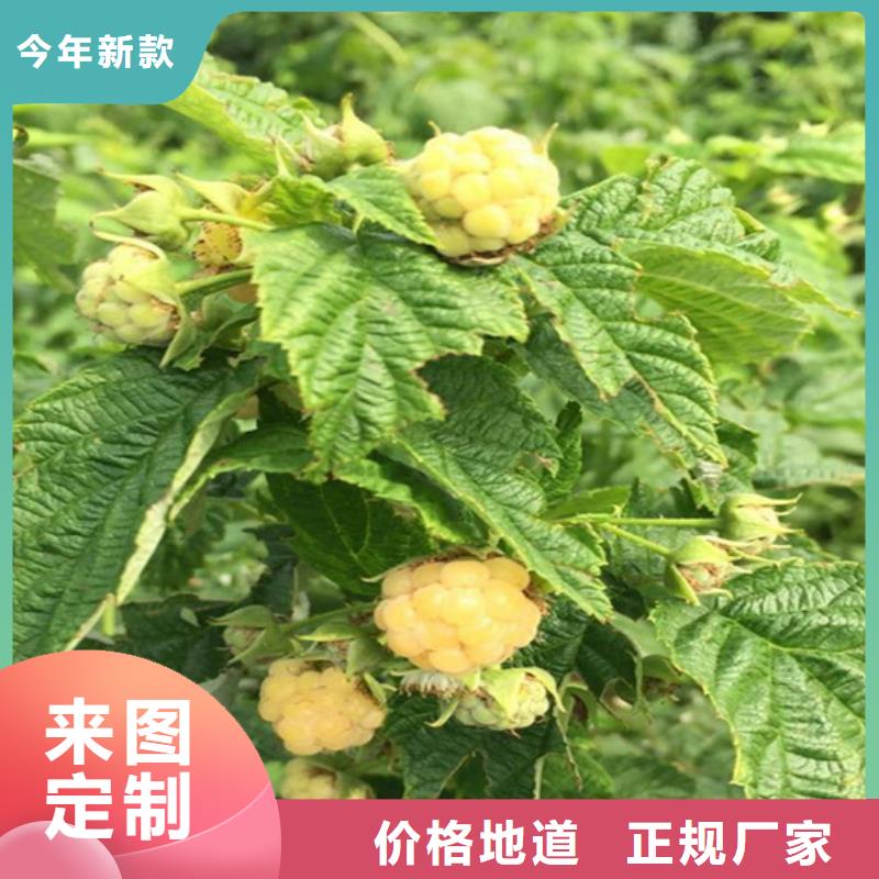双季红树莓苗免费咨询/轩园园艺场符合国家标准