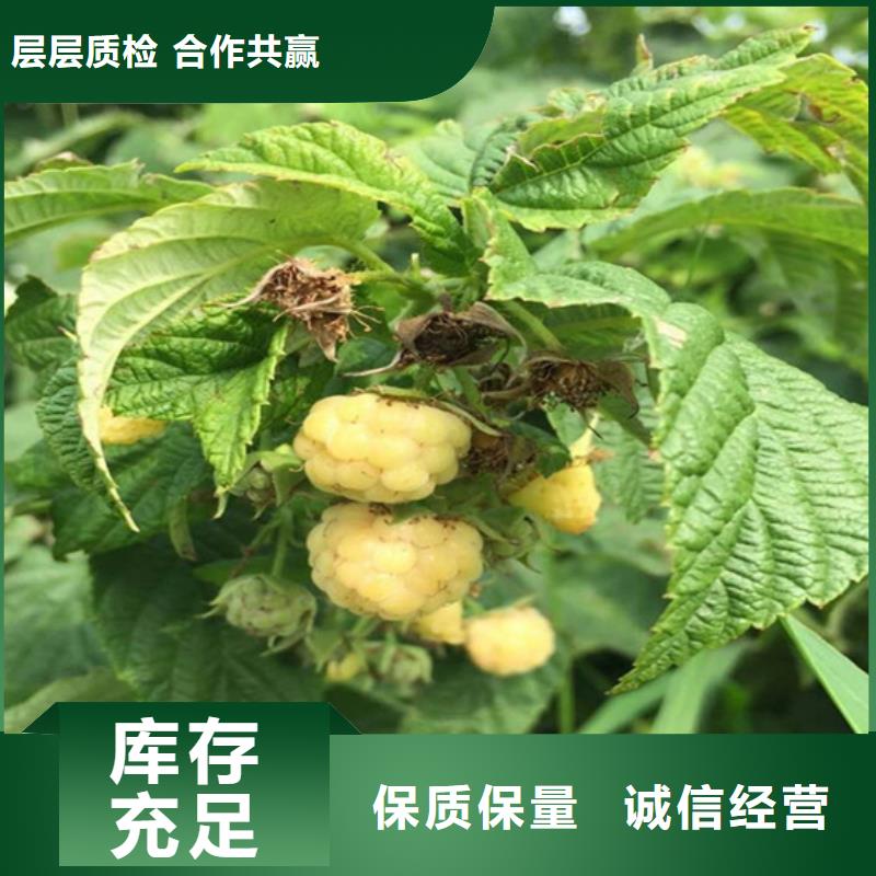 广西树莓桃树苗应用范围广泛
