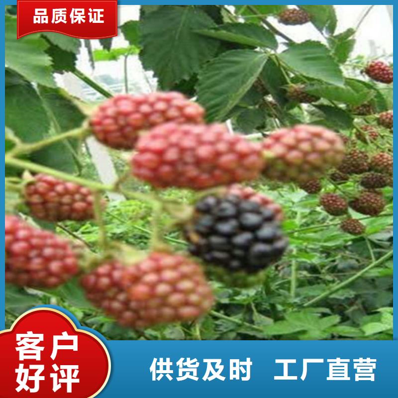 上海树莓_北美冬青免费安装
