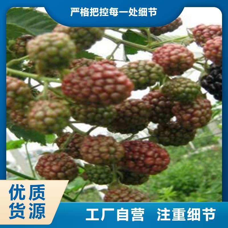 【台湾树莓猕猴桃苗一致好评产品】
