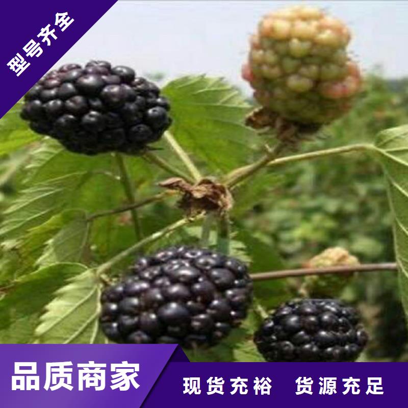 上海【树莓】_苹果苗老客户钟爱