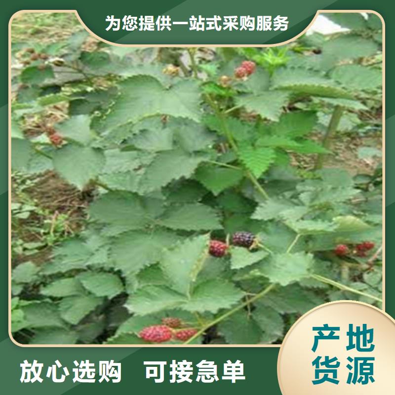双季黑树莓苗种植管理技术货源直销