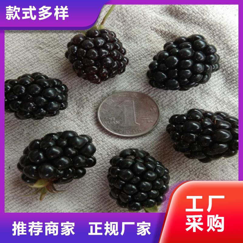 树莓板栗苗质量上乘专业生产品质保证