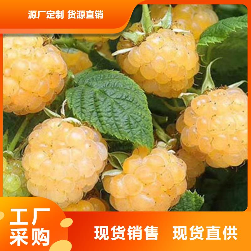 树莓杏树苗质量检测一站式采购商家