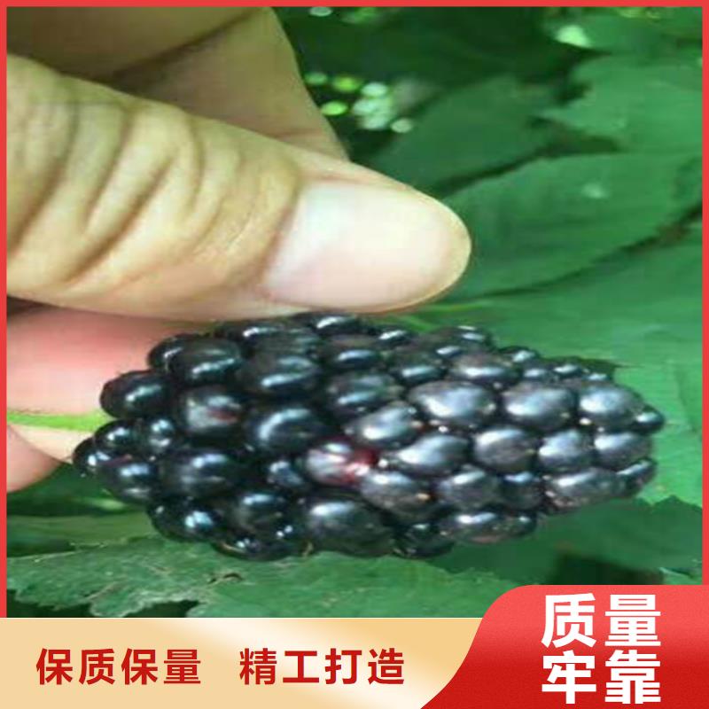 江苏树莓北美冬青值得买