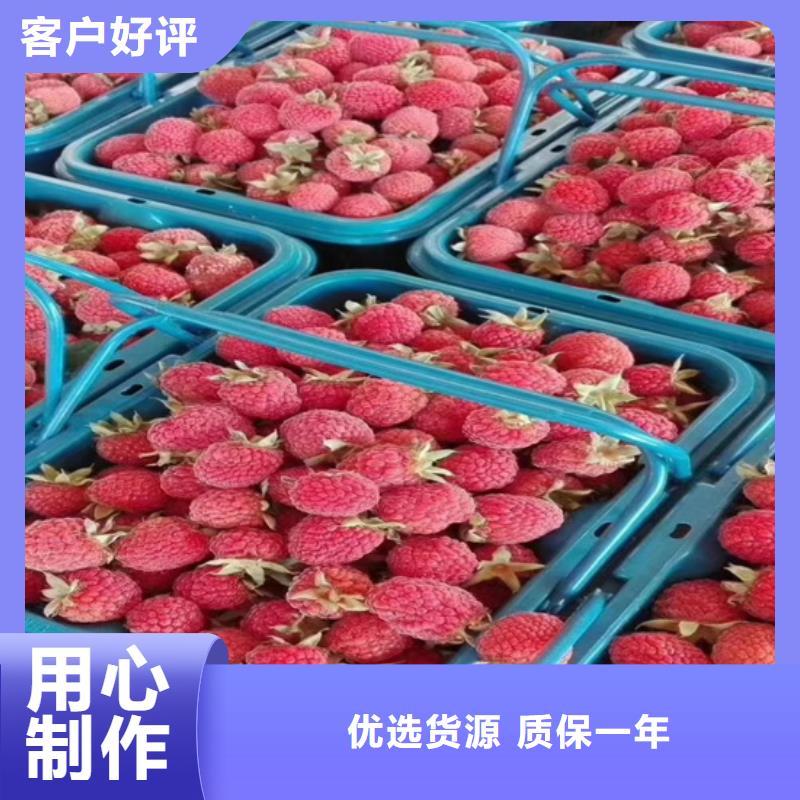 树莓梨树苗定制速度快工期短源头厂家供应