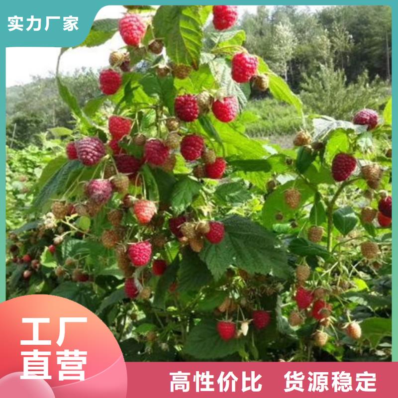 黑树莓苗根系发达三明