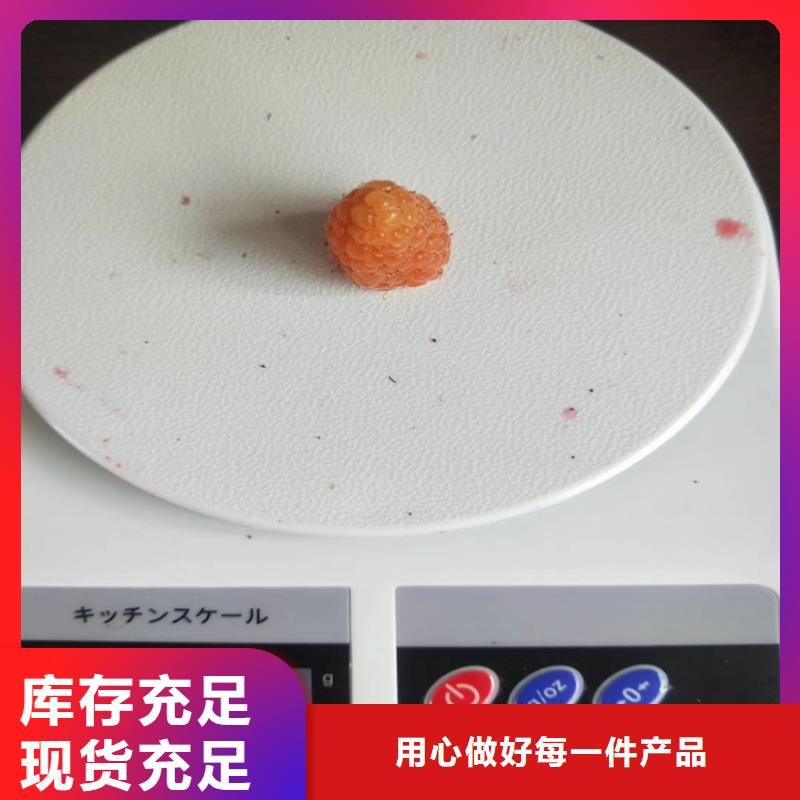 【江苏树莓杏树苗每个细节都严格把关】