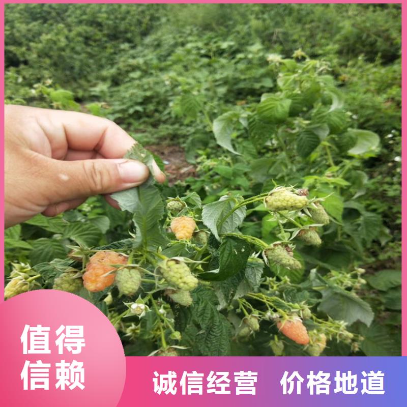 香港树莓无花果苗用心制造