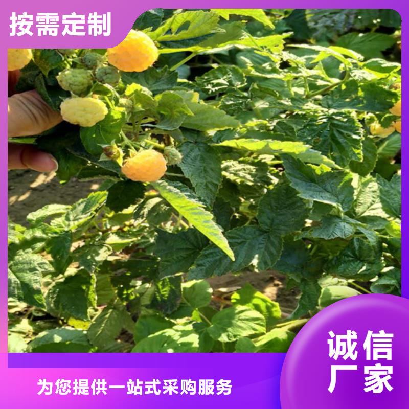 黄树莓苗露天种植对质量负责
