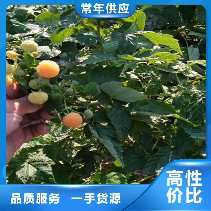 天津树莓-桃树苗按需定制
