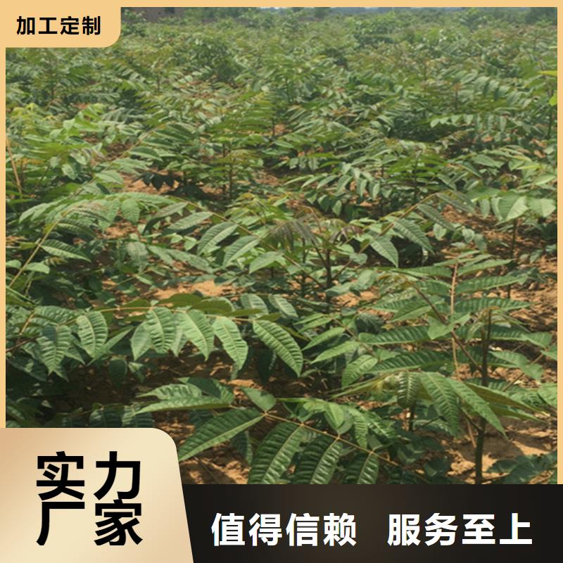 台湾香椿 苹果苗好品质经得住考验