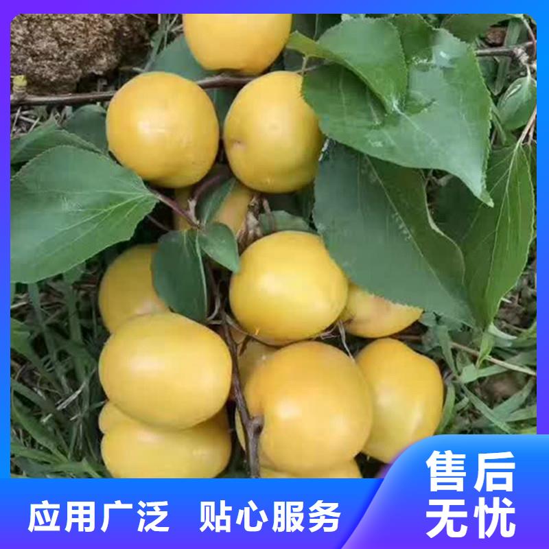 上海杏 梨树苗优良工艺