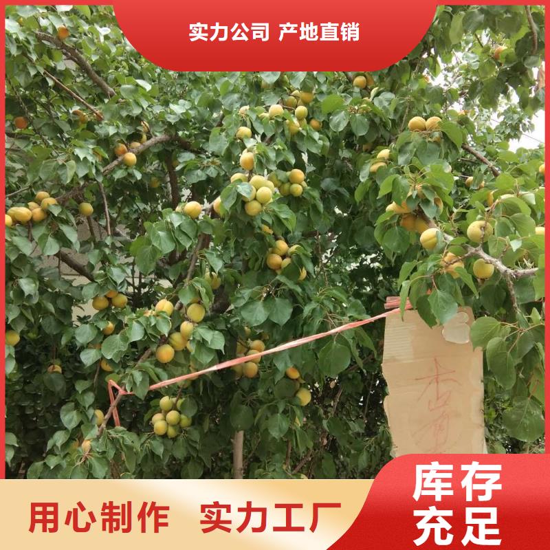 蜜香杏树苗成活率高当地生产厂家