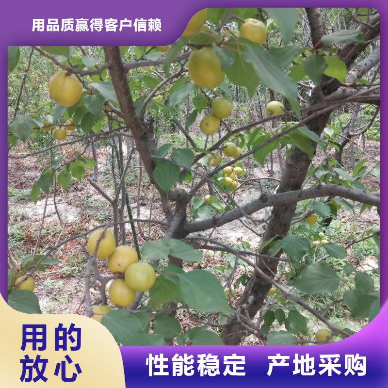 香港杏,蓝莓苗主推产品