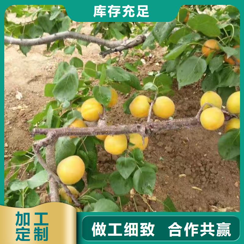 蜜香杏树苗大棚种植货源报价