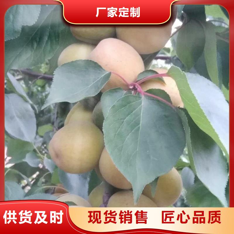 杏樱桃苗从厂家买售后有保障同城供应商