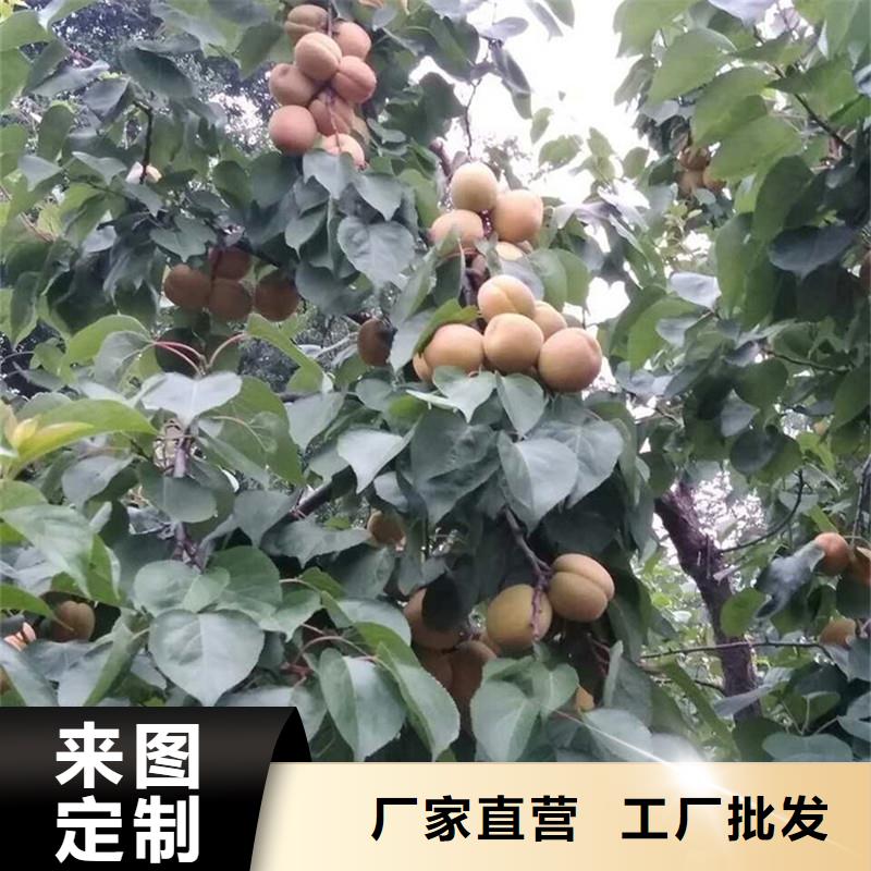 【杏】樱桃苗制造厂家主推产品