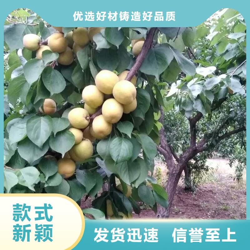 台湾杏,梨树苗优选厂家