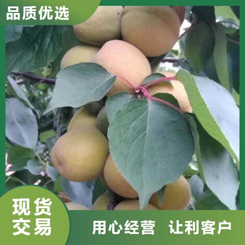 【杏苹果苗厂家实力大】本地厂家