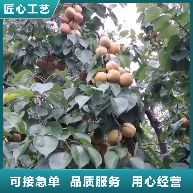 杏梨树苗大量现货供应品质有保障