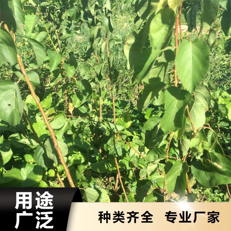 香港杏 梨树苗常年供应