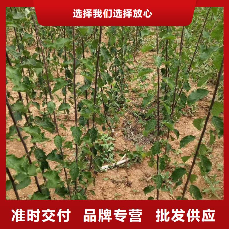 珍珠油杏树苗种植管理技术乌鲁木齐