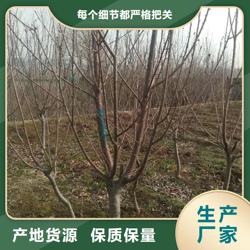 珍珠油杏树苗种植技术西藏