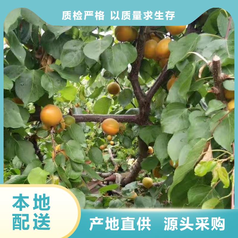 杏树种植技术大厂家实力看得见